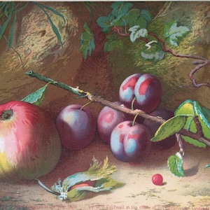 19th, Garden Still Life Antique print after oil Painting of fruits