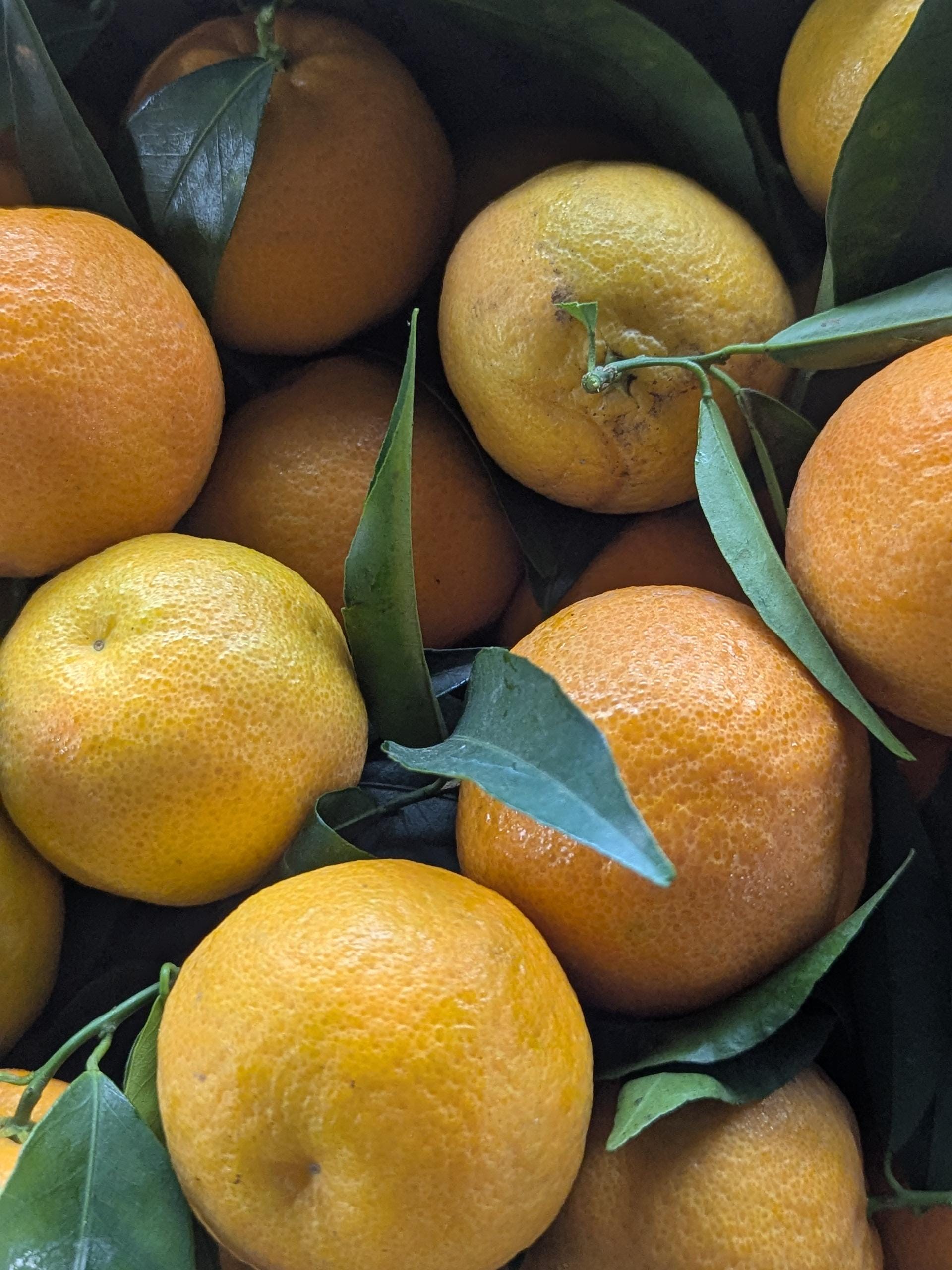 Mandarin Fruit - Etsy