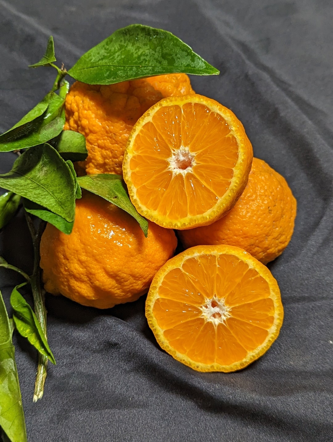 Gourmet Easy Peel Gift Box Gold Nugget Mandarins and Murcotts 6,8lb