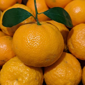 May include: Close-up of a pile of bright orange tangerines. One tangerine in the foreground has a green stem and two green leaves. The tangerines have a textured peel and are ripe.