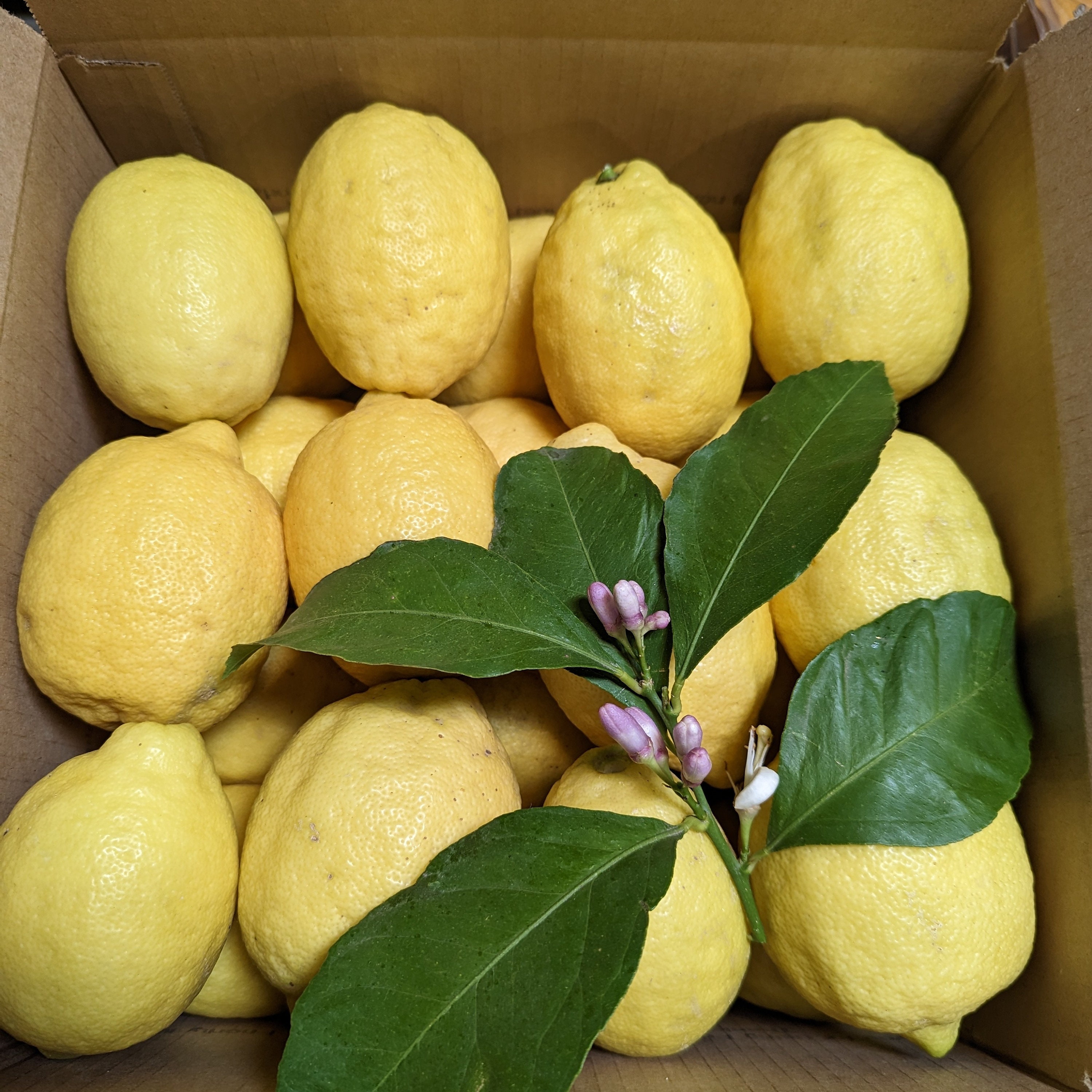 New Crop Big Box ! Sustainably Grown Lemons! 25+lbs Sicilian Style