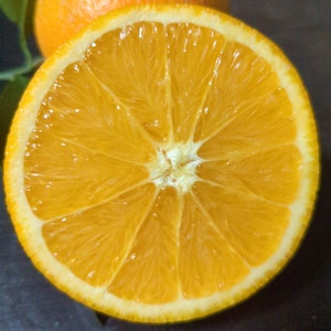 Soooo Sweet! Gourmet Honeysuckle Gold Navel Oranges Sustainably Grown Bursting with Juicy Sweetness Non GMO   No Wax Vegan  No Spray