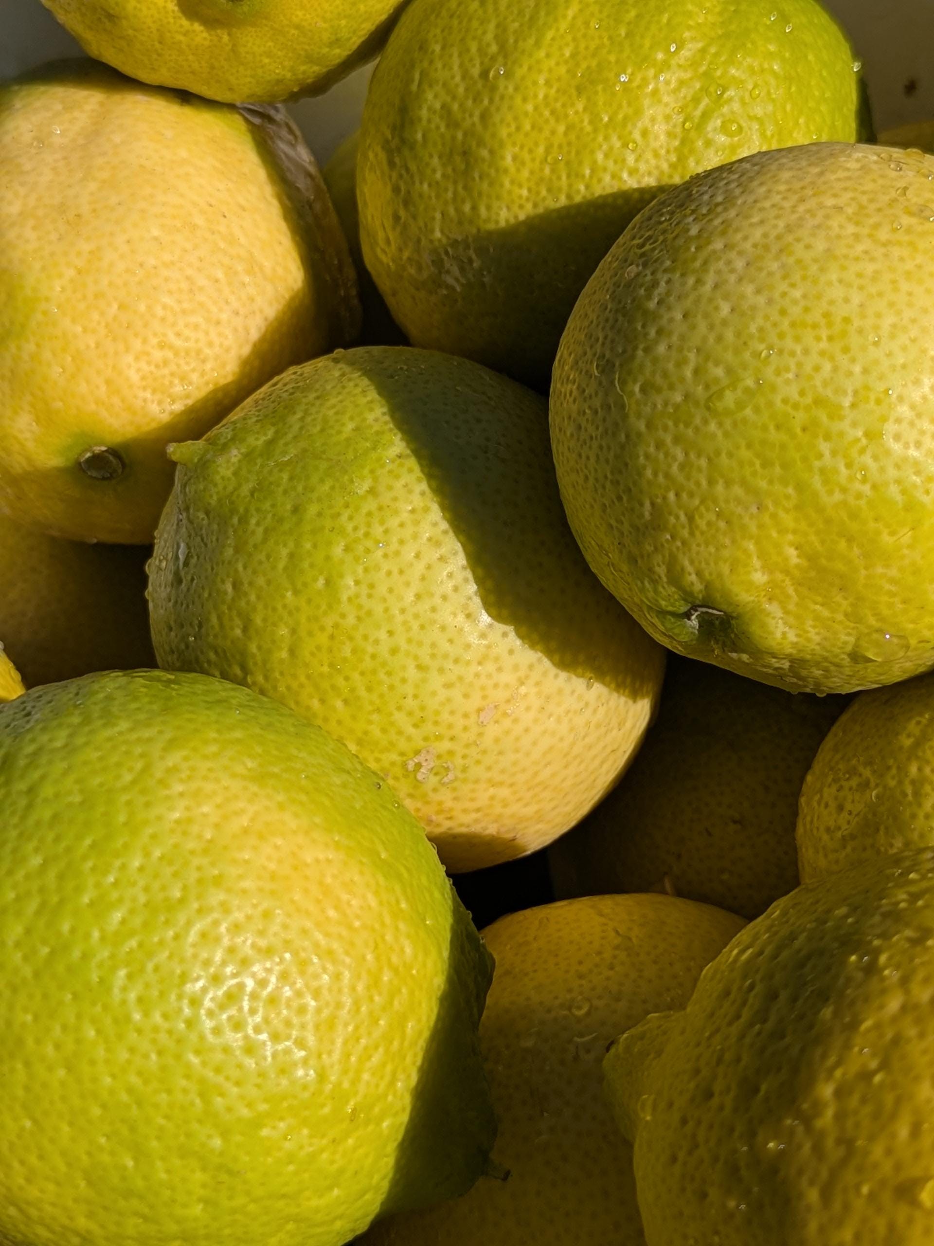 New Crop Big Box ! Sustainably Grown Lemons! 25+lbs Sicilian Style New Crop Big Box ! Sustainably Grown Lemons! 25+lbs Sicilian Style