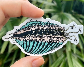 Scallop Monster -- die cut sticker