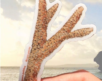 Acropora pulchra die cut sticker