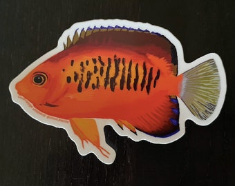 Mango Angelfish/Shepard's Angelfish Sticker