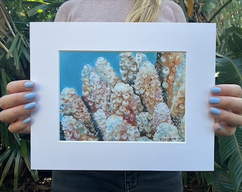 Coral Fine Art Print