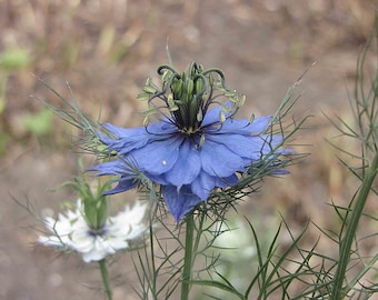 100 Seeds Nigella sativa Black Cumin Organic Free shipping Semillas Saad samen posiew graines sade hat giong