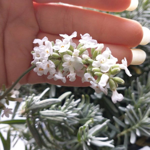 30 Samen weisse Lavendelblüte Lavendula siehe Foto von Mutterpflanze mehrjährige Samen semilla semente graine seme zaad bija für Töpfe oder Garten