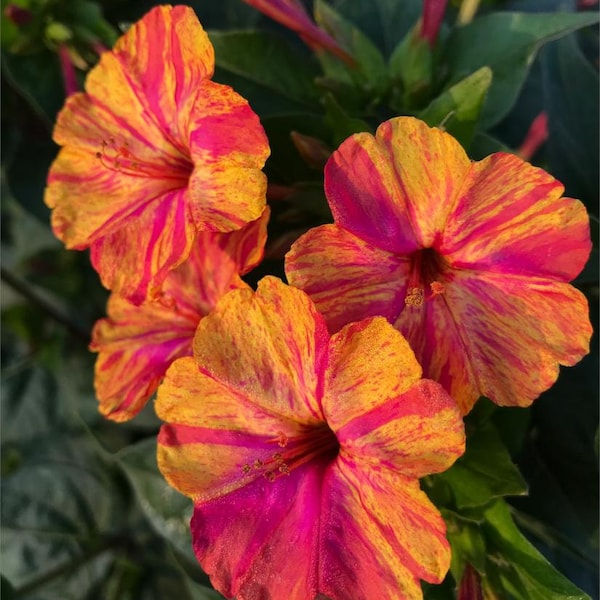 12 Seeds Mirabilis Jalapa Peru Marvel plant Organic Semillas samen siol buto saad wiji fatu shido seeme benih llavor mag toxim hat giong