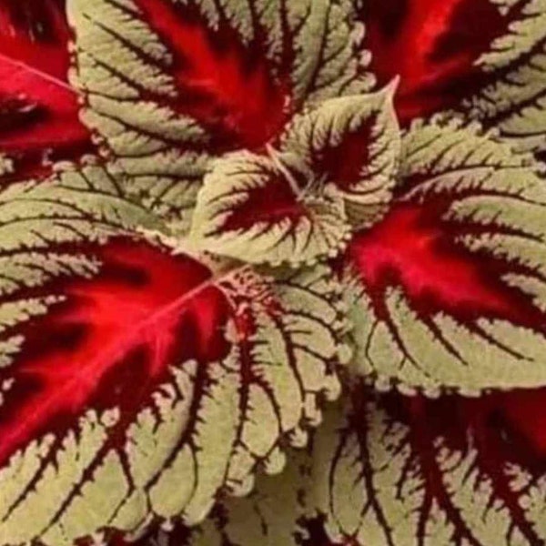 40 Seeds Elegance Coleus plant semillas samen grained