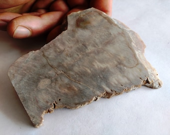 May include: A piece of fossilized wood with a light brown and gray color. The wood has a rough, textured surface and shows the natural grain of the wood.