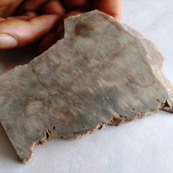Petrified Wood Slab 72 grams for Lapidary Display Slice