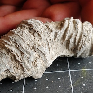 Fossilized Horn Coral Rugosa 2.72 oz. Tetracorallia Petrified Sea Life Agatized Specimen For Display