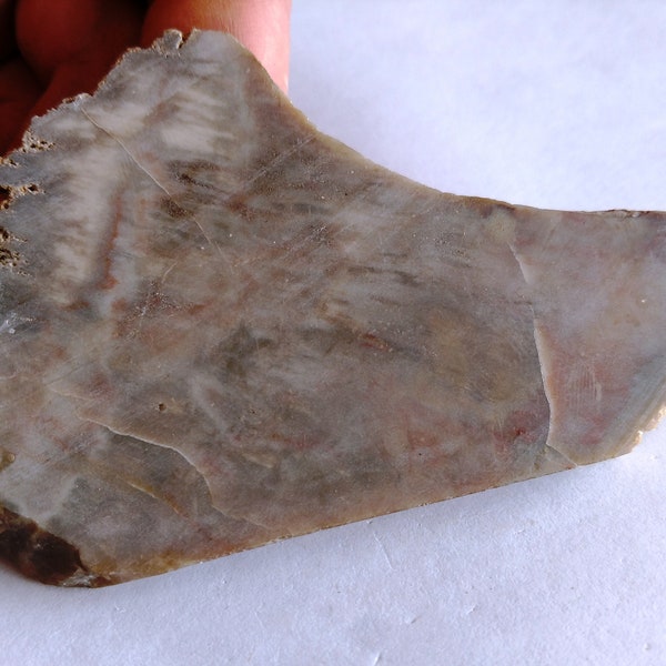 Petrified Wood Slab 62 grams for Lapidary Display Slice