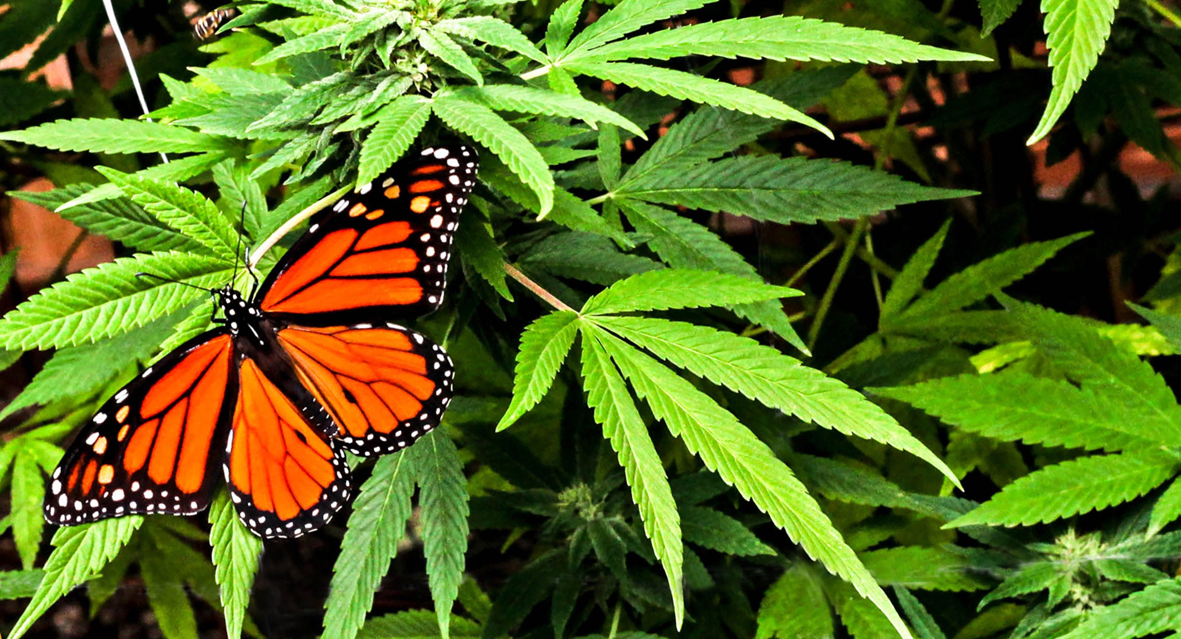DIGITAL DOWNLOAD of Butterfly on a Cannabis Plant Etsy