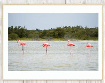 Wilde Flamingos Fine Art Print | Tierwelt Fotografie | Tiere | Wohnkultur | Mexiko | Landschaftsfotografie | Moderne Kunst | Wandkunst