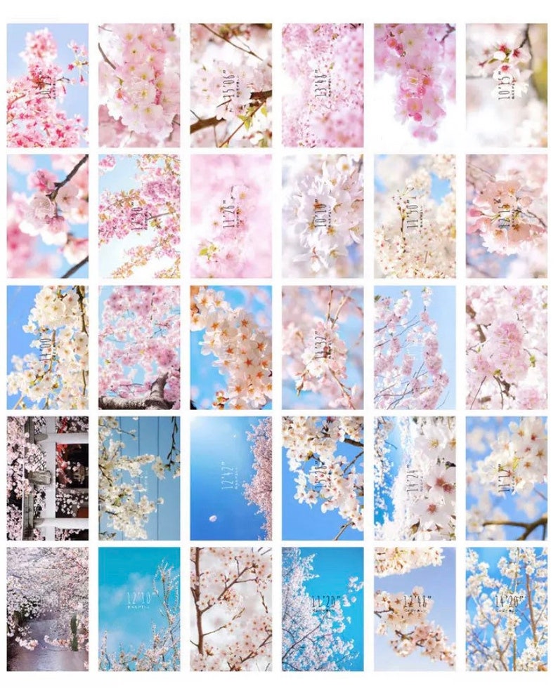 30pcs Sakura Postcard Set Flower Postcard Floral Postcards Cherry Blossom Postcards