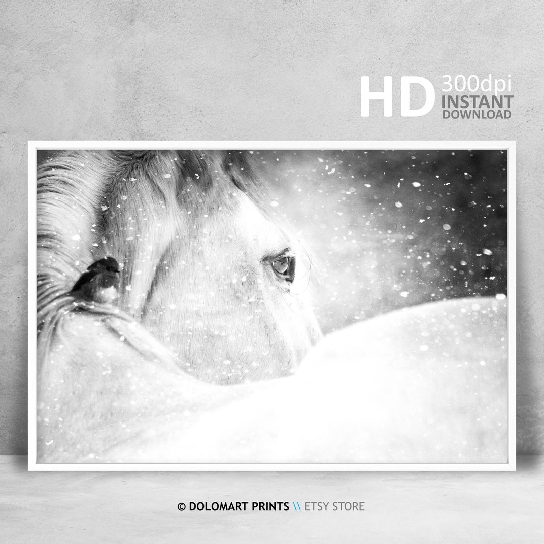 Horse Printable, Horse Photography, Black and White Wild Horse Photo ...
