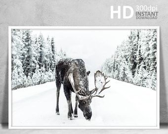 Moose in Snow Photography Print, Rustic Winter Forest (Digital Download)