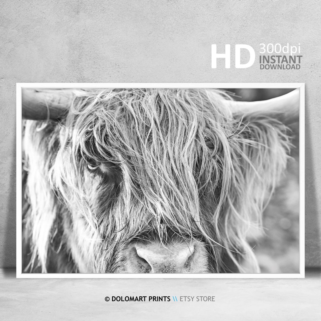 Black and White Highland Cow Print Farm Animal Wall Art Cow Etsy