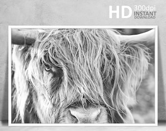 Black and White Highland Cow Print, Farm Animal Wall Art, Cow Poster, Rustic Farmhouse Wall Decor, Printable Livestock Cattle Photography