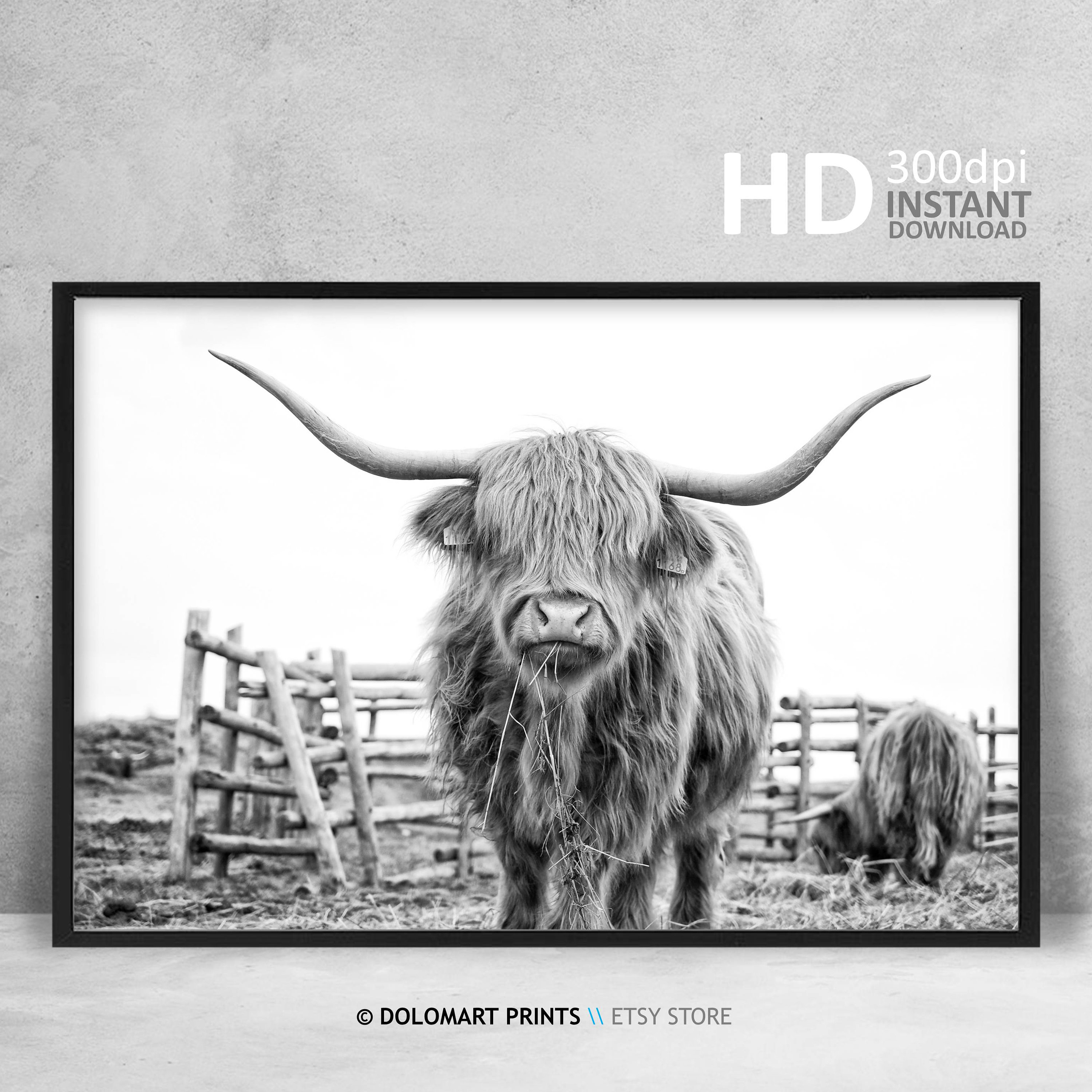 Highland Cow Print Farm Animal Wall Art Digital Download Etsy