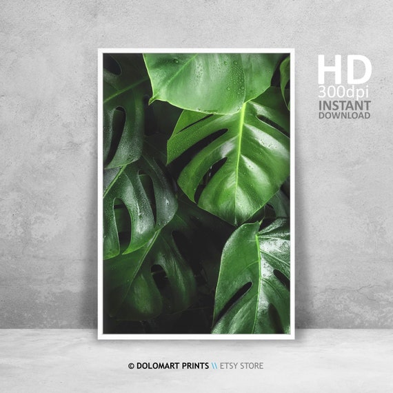 Tropische Kunst zum ausdrucken, Monstera Bltter Drucke, grnes botanisches  Dekor, botanisches Kunstwerk, tropisches Wohnzimmer-Wanddekor,  Schlafzimmerkunststck - Etsy Schweiz