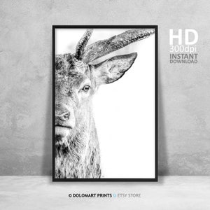 Deer Portrait Print, Wilderness Photography, Animal Poster (Digital Download) image 2