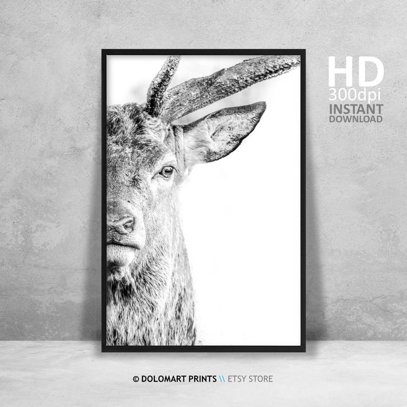 Deer Portrait Print, Wilderness Photography, Animal Poster (Digital Download) image 2