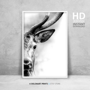 Hirsch Wandkunst, Hirsch Druck, Wildnis Fotografie, Tier Poster, druckbare Wandkunst Wald Hirsch Foto große Wandkunst Sofortdownload Druck