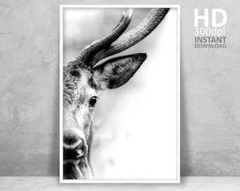 Retrato de veado impresso, fotografia animal em preto e branco (download digital)