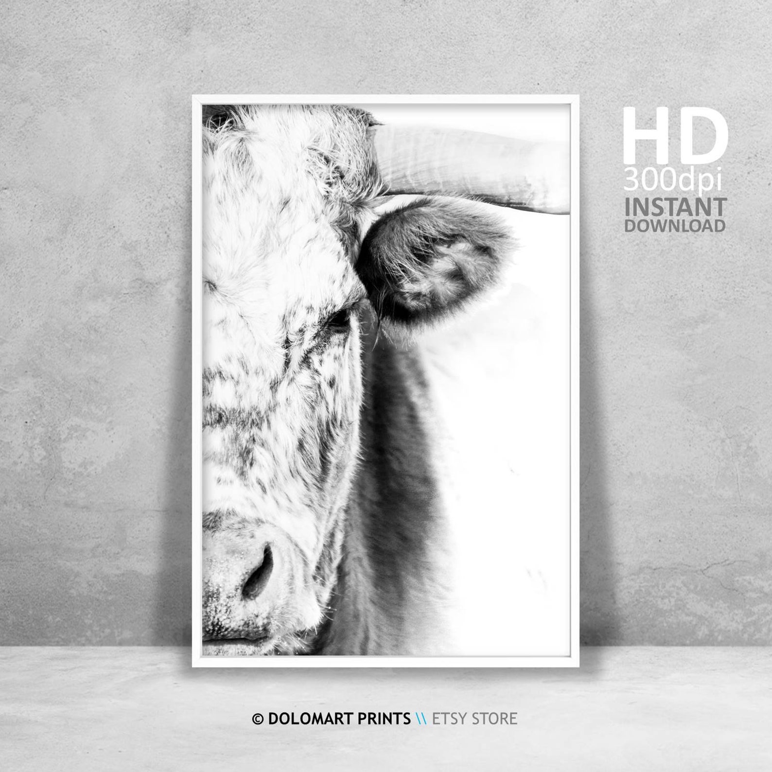 Cow Wall Art Bull Print Farm Animal Photography Farmhouse Etsy