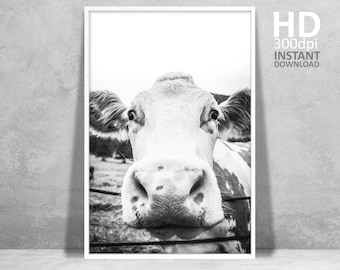 Cow Wall Art, Funny Cow Print, Rustic Home Decor, Cattle Photography, Animal Black White Printable Poster, Farm House Wall Decor, Cow Art