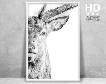 Deer Wall Art, Deer Print, Wilderness Photography, Animal Poster, Printable Wall Art Forest Deer Photo Large Wall Art Instant Download Print