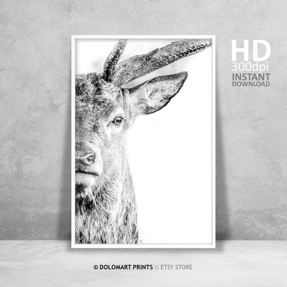 Deer Portrait Print, Wilderness Photography, Animal Poster (Digital Download)