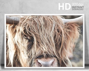 Highland Cow Portrait Print, Rustic Farmhouse Decor (Digital Print)