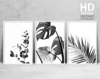 Black and White Botanical Photography Wall Art Set of 3 Prints, Minimal Printables Set, Palm Leaf, Monstera Deliciosa, Australian Eucalyptus