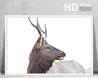 Deer Antler Portrait, Wildlife Photography, Scandinavian Art (Digital Download)