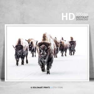 Wild Bison in Snow Photography Print, Farmhouse Decor (Digital Download)