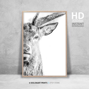 Deer Portrait Print, Wilderness Photography, Animal Poster (Digital Download) image 3