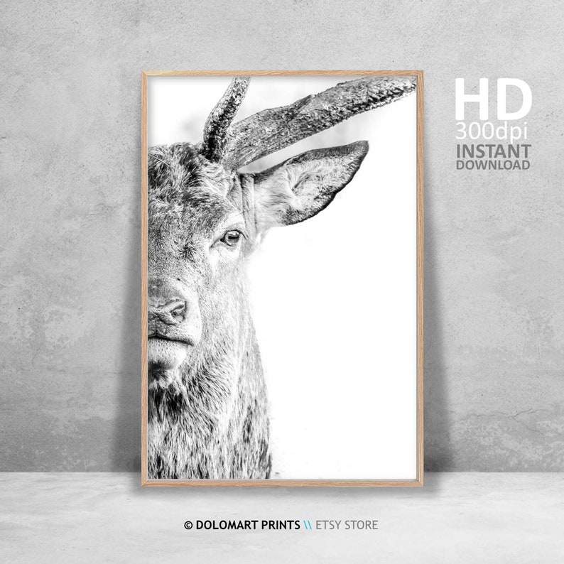 Deer Portrait Print, Wilderness Photography, Animal Poster (Digital Download) image 3