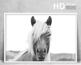 Foto av isländsk häst, svartvitt djurtryck (digital nedladdning)