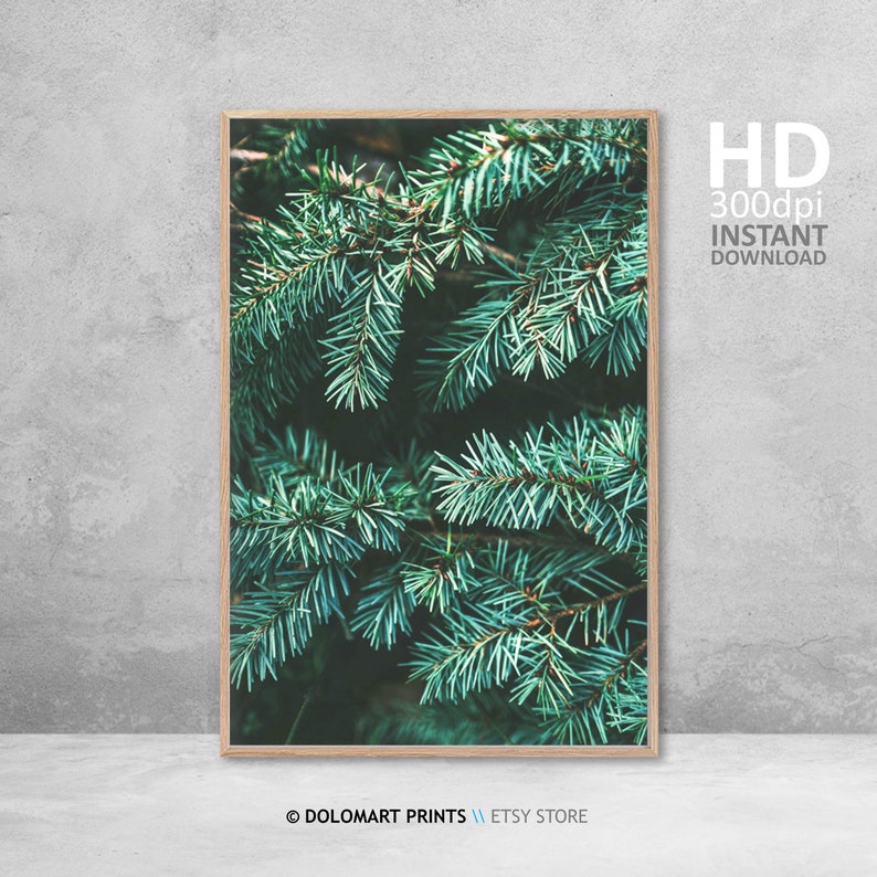Pine Tree Branch Photography Print, Forest Green Wall Art (Digital Download) image 3