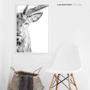 Deer Portrait Print, Wilderness Photography, Animal Poster (Digital Download) image 4