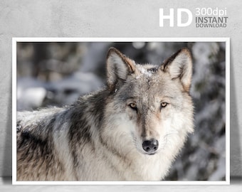 Wolf portretfotografie print, wildernis dierenposter (digitale download)