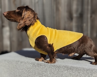 Miniature Dachshund Coat