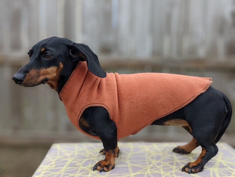 May include: A black and tan dachshund wearing a rust-colored fleece dog sweater.