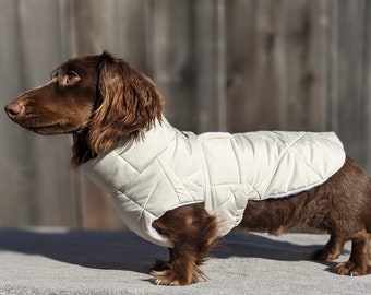 Miniature Dachshund Puffy Winter Coat, Black or Winter White