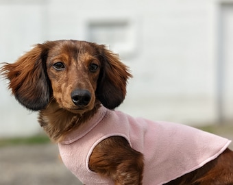 Miniature Dachshund Coat